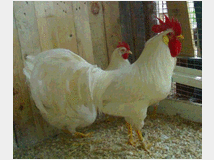 Uova feconde galline da esposizione 